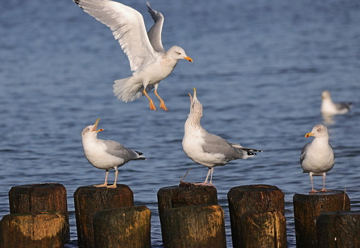 Auswahl  zum Foto des Monats März 2024