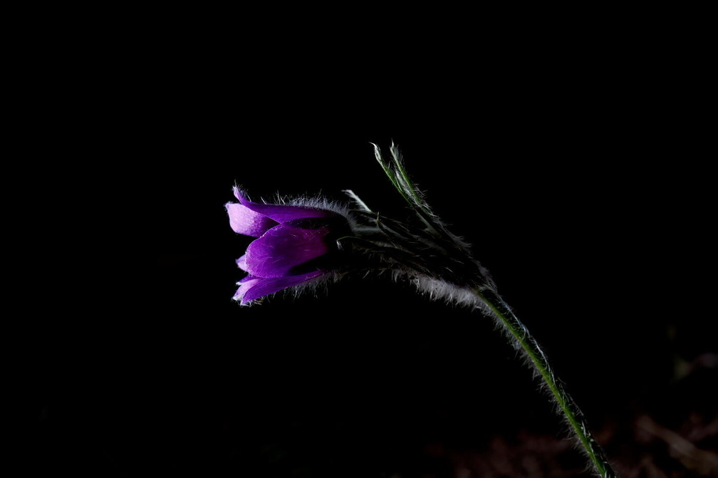 Pulsatilla  Y410023-2