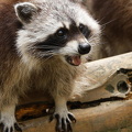 Ein gieriger Waschbär