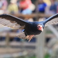 Fotokreis-Ausflug "Wildpark Lüneburger Heide"