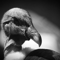 Fotokreis-Ausflug "Wildpark Lüneburger Heide"