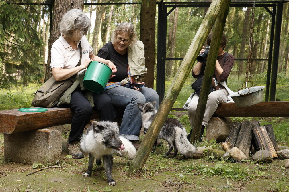 Polarfüchse ganz nah