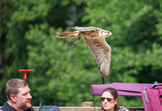 hschr R62 4956 Wildpark Lüneburger Heide