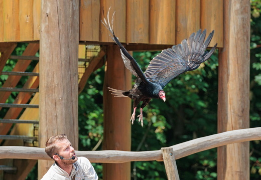 hschr R62 5016 Wildpark Lüneburger Heide