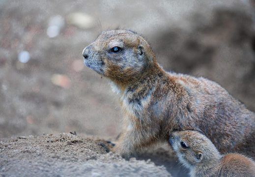 hschr R62 5057 Wildpark Lüneburger Heide