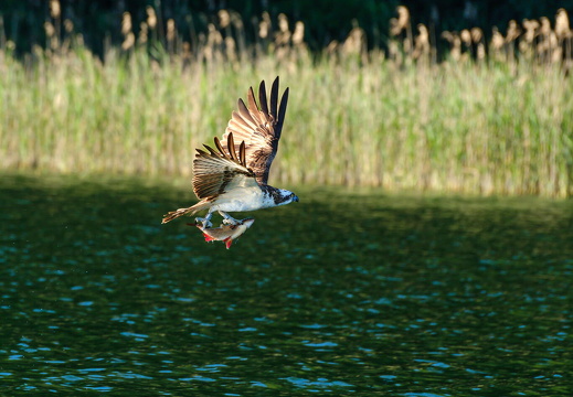hschr DSCF2070-2 Feldberg