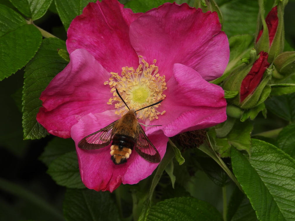 Auswahl  zum Foto des Monats Juli 2024
