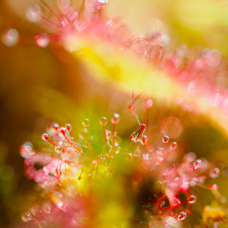 Rundblättriger Sonnentau (Drosera rotundifolia)