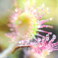 Rundblättriger Sonnentau (Drosera rotundifolia)
