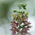 wilde Orchideen 