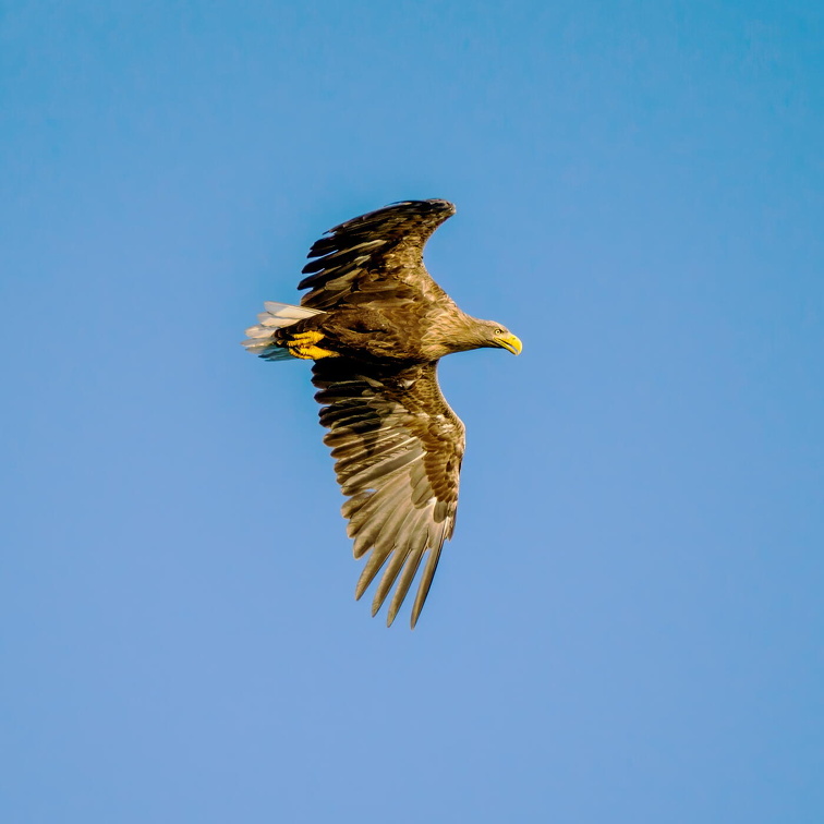 White-tailed Eagle (Haliaeetus albicilla) Z8280163 Q