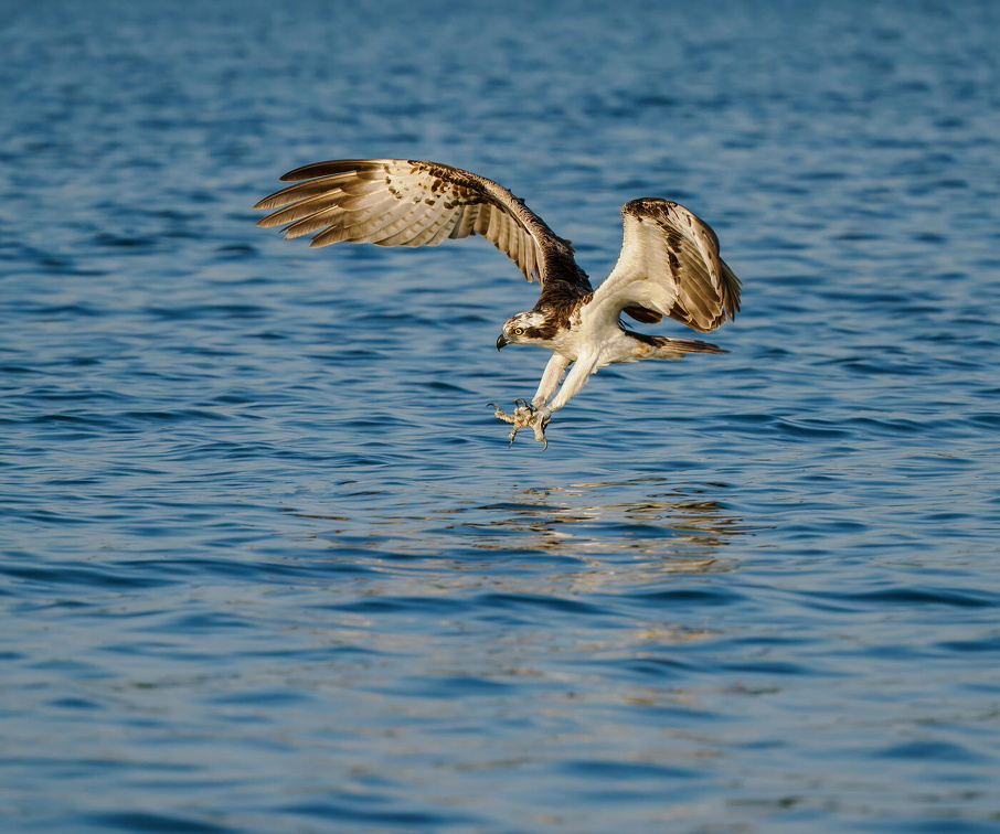 Osprey (Pandion haliaetus) Z8280474