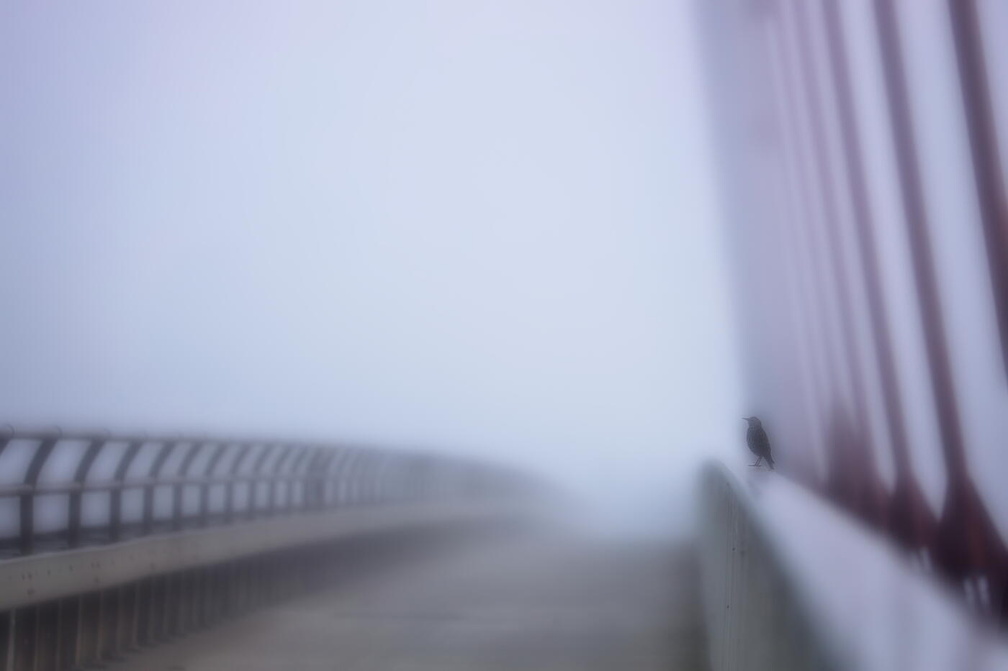Nebeltag auf der Dömitzer Brücke 1