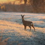 004Auswahl für Foto des Monats Jan
