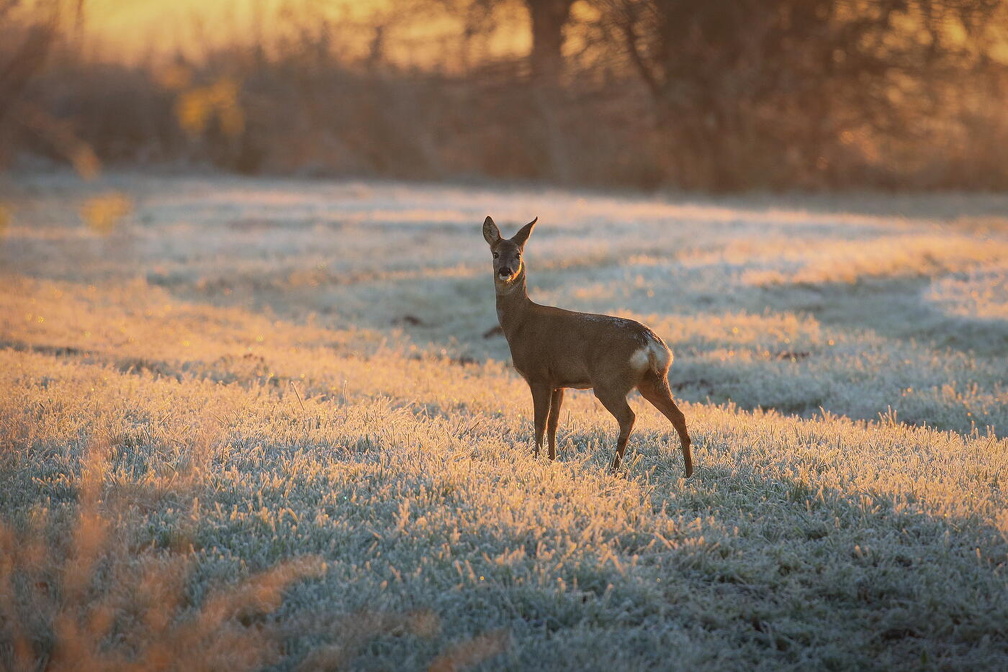 004Auswahl für Foto des Monats Jan