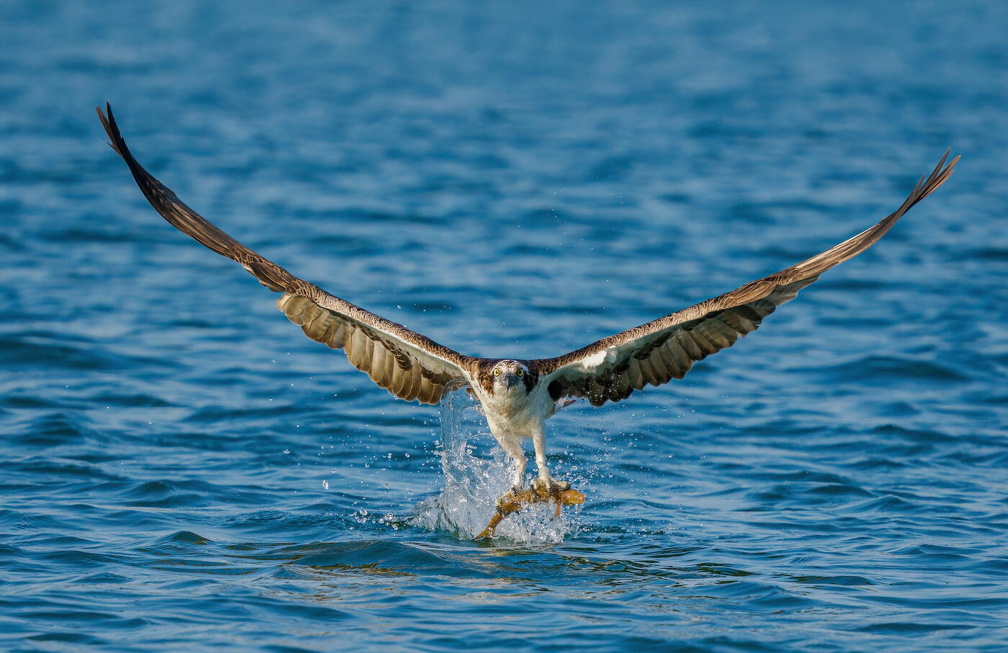 Osprey (Pandion haliaetus) Z8280833 Kopie