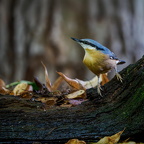 Eurasian nuthatch (Sitta europaea) Z8290385