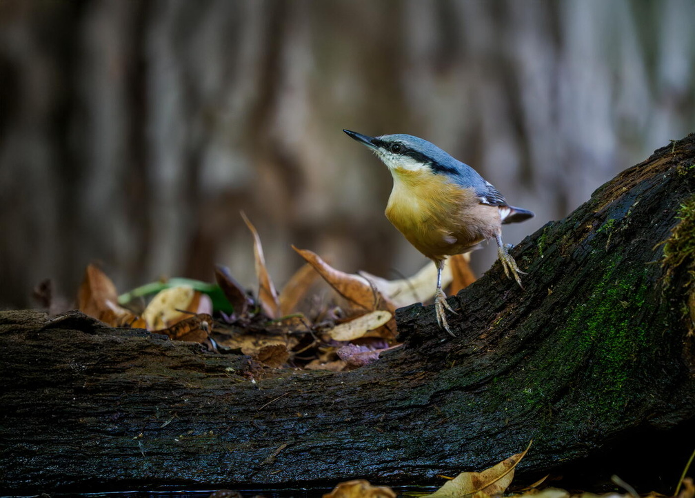 Eurasian nuthatch (Sitta europaea) Z8290385