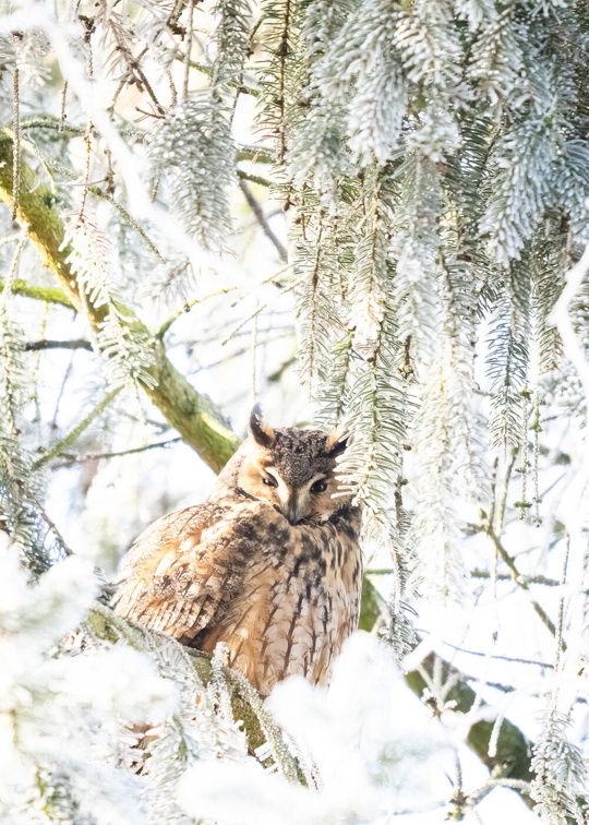 Long-eared Owl (Asio otus) Z1190049
