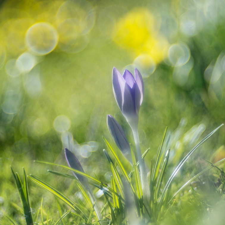 Krokus (Crocus) A2190003