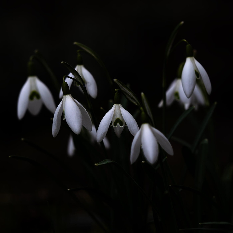 Schneeglöckchen (Galanthus) A0000004