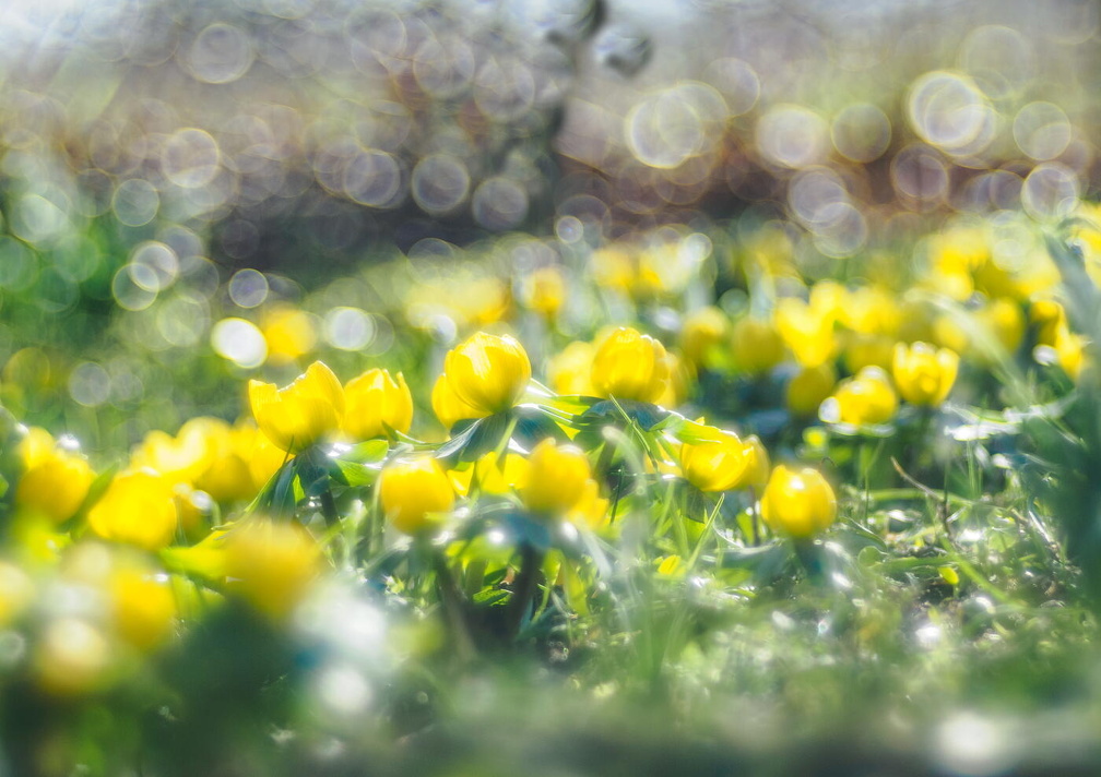Winterling (Eranthis hyemalis) A2190023