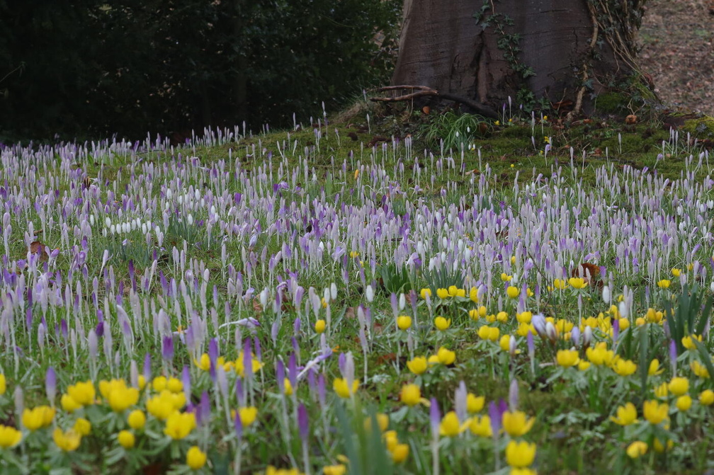 Fotoshooting-Garten