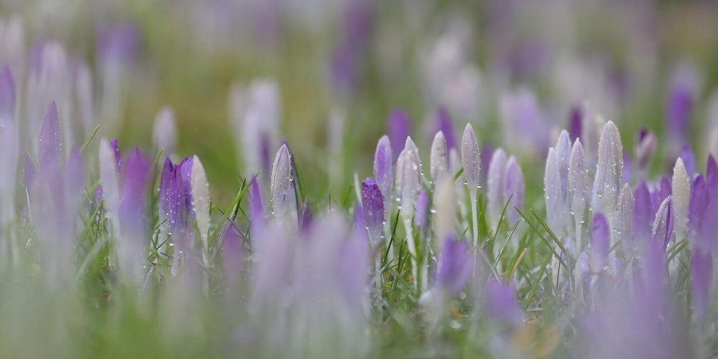 Fotoshooting-Garten
