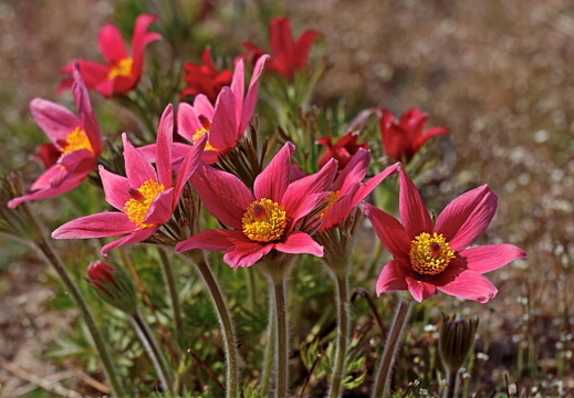 Küchenschellen IMG 7512 1