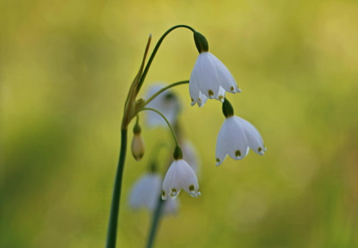 Märzenbecher IMG 2450 1