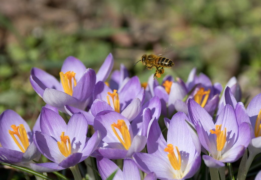 Pollenjäger DSCF1842 1