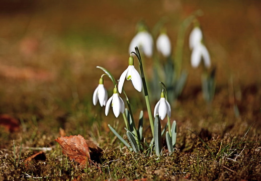 Schneeglöckchen 384A0131 1