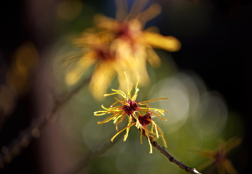 Zauberhasel IMG 1808 1