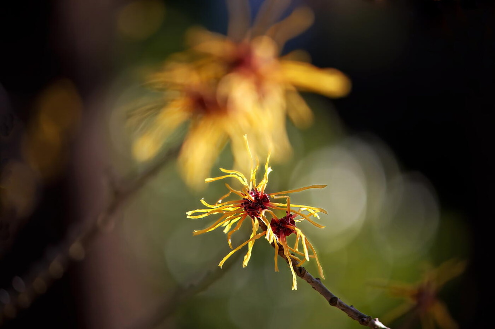 Zauberhasel IMG 1808 1