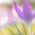 Fotoshooting mit Frühblüher