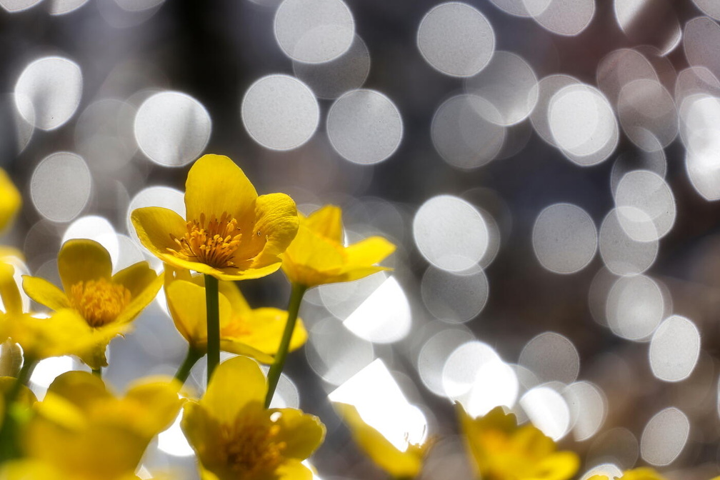 Sumpfdotterblumen