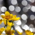 Sumpfdotterblumen