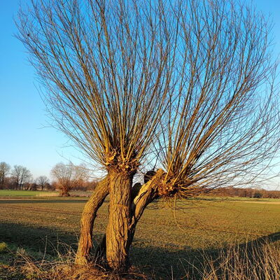 Feld und Baum