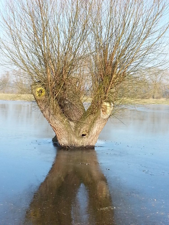 Lachende Kopfweide