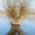 Lachende Kopfweide