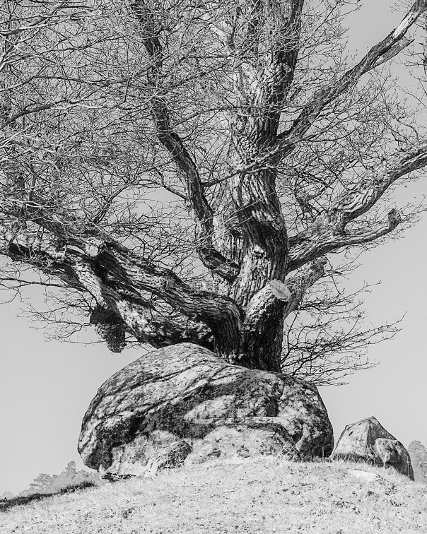 FOTO DES MONATS JUNI 2025