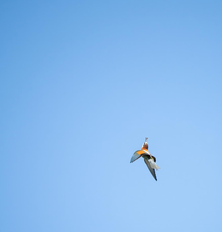 European Bee-eater (Merops apiaster) Z6122916 Kopie