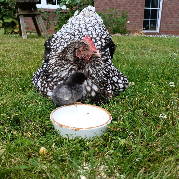 Auswahl Foto des Monats August 2025