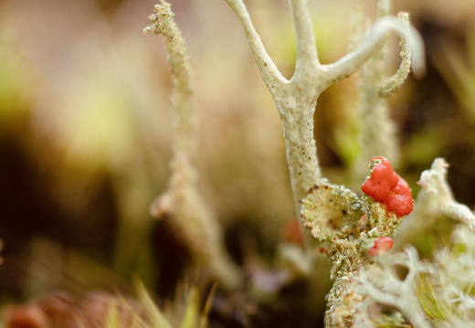 Fototour „Sonnentau“