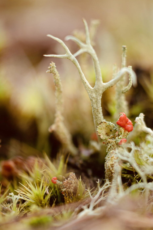 Fototour „Sonnentau“