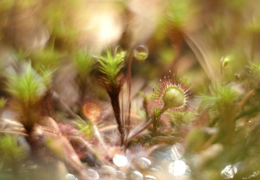 Fototour „Sonnentau“