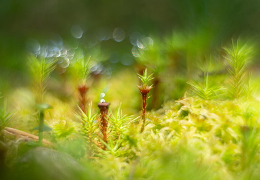 Fototour „Sonnentau“