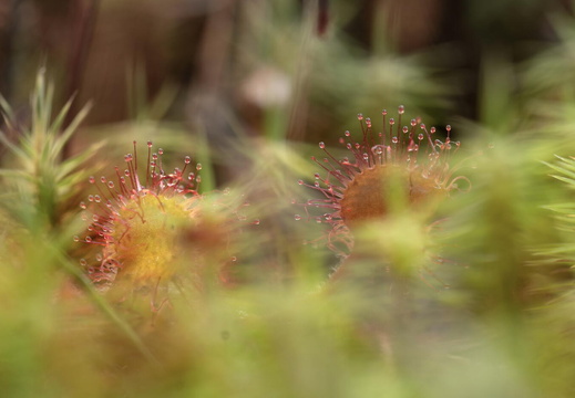 Fototour „Sonnentau“