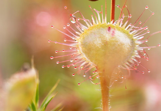 Fototour „Sonnentau“