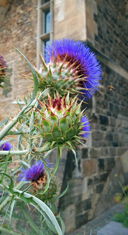 Distel am Aachener Dom